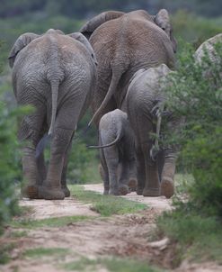 CQ2R6991 African Elephant Family, SA