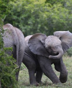 CQ2R6992 African Elephant Calf, SA