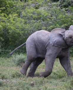 CQ2R7021 African Elephant Calf, SA