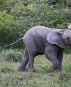 CQ2R7022 African Elephant Calf, SA