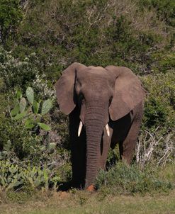 A21C3958 African Elephant, SA