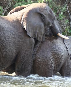 CQ2R6537 African Elephant & Calf, SA