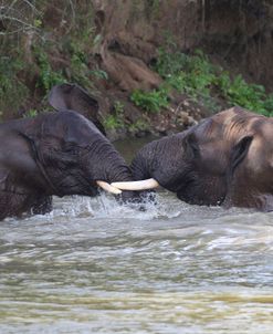 CQ2R6558 African Elephants Playing, SA