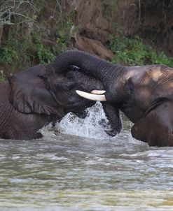 CQ2R6564 African Elephants Playing, SA