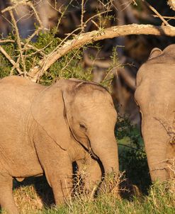 CQ2R7536 African Elephant Youngsters, SA