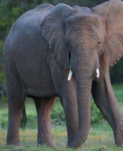 CQ2R7553 African Elephant, SA