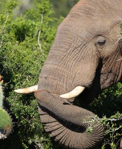 CQ2R8077 African Elephant, SA