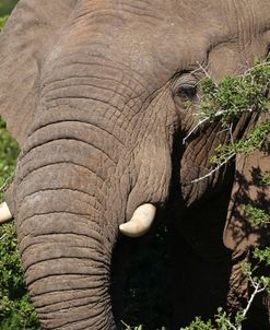 CQ2R8085 African Elephant, SA