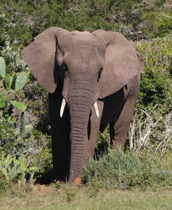 CQ2R8105 African Elephant, SA