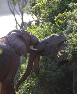 CQ2R7434 African Elephants, SA