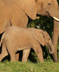 CQ2R7476 African Elephant & Calf, SA