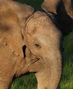 CQ2R7484 African Elephant Calf, SA