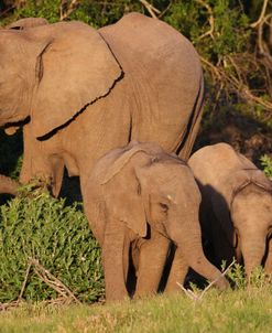 CQ2R7511 African Elephant & Calves, SA