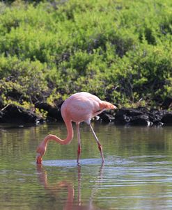 A21C5490 Greater Flamingo, Phoenicopterus Roseus