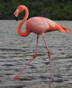 A21C5591 Greater Flamingo, Phoenicopterus Roseus
