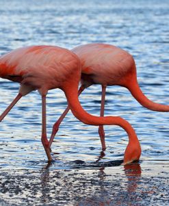 A21C5595 Greater Flamingo, Phoenicopterus Roseus