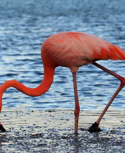 A21C5598 Greater Flamingo, Phoenicopterus Roseus