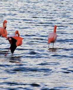 A21C5602 Greater Flamingo, Phoenicopterus Roseus
