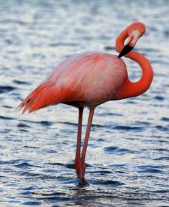 A21C5609 Greater Flamingo, Phoenicopterus Roseus