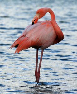 A21C5614 Greater Flamingo, Phoenicopterus Roseus