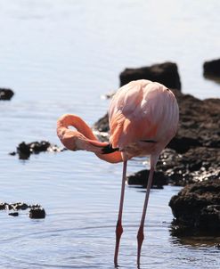 A21C5501 Greater Flamingo, Phoenicopterus Roseus