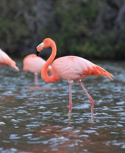 A21C5584 Greater Flamingo, Phoenicopterus Roseus