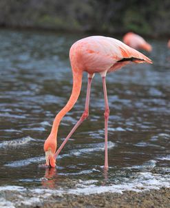 A21C5585 Greater Flamingo, Phoenicopterus Roseus