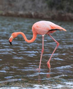 A21C5586 Greater Flamingo, Phoenicopterus Roseus