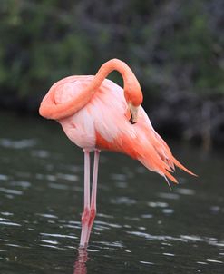 A21C5644 Greater Flamingo, Phoenicopterus Roseus
