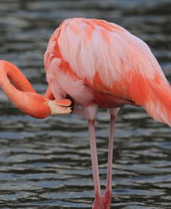 A21C5649 Greater Flamingo, Phoenicopterus Roseus