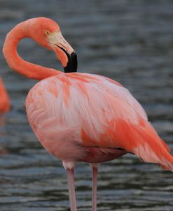 A21C5650 Greater Flamingo, Phoenicopterus Roseus