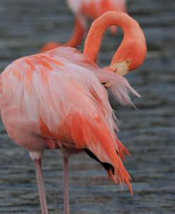 A21C5653 Greater Flamingo, Phoenicopterus Roseus