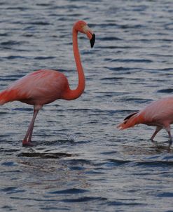 A21C5659 Greater Flamingo, Phoenicopterus Roseus