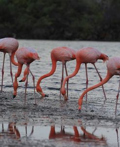 A21C5666 Greater Flamingo, Phoenicopterus Roseus