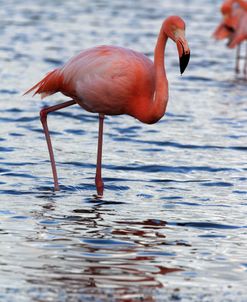 A21C5622 Greater Flamingo, Phoenicopterus Roseus