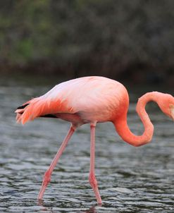 A21C5623 Greater Flamingo, Phoenicopterus Roseus