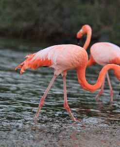 A21C5625 Greater Flamingo, Phoenicopterus Roseus