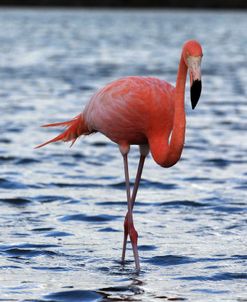 A21C5631 Greater Flamingo, Phoenicopterus Roseus