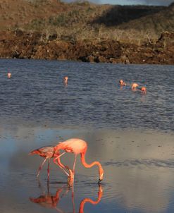 A21C6405 Greater Flamingo, Phoenicopterus Roseus