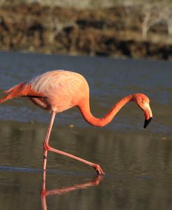 A21C6421 Greater Flamingo, Phoenicopterus Roseus