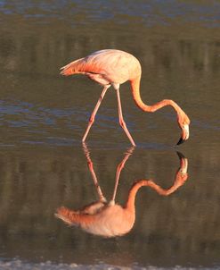 A21C6426 Greater Flamingo, Phoenicopterus Roseus