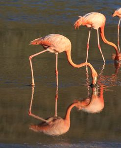A21C6429 Greater Flamingo, Phoenicopterus Roseus