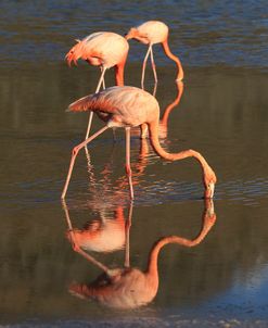 A21C6431 Greater Flamingo, Phoenicopterus Roseus