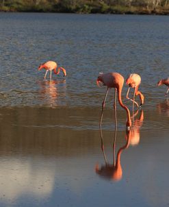 A21C6435 Greater Flamingo, Phoenicopterus Roseus