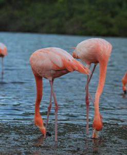 A21C5676 Greater Flamingo, Phoenicopterus Roseus