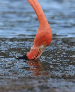 A21C5684 Greater Flamingo, Phoenicopterus Roseus