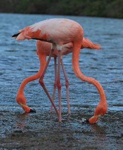 A21C5690 Greater Flamingo, Phoenicopterus Roseus