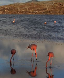 A21C6401 Greater Flamingo, Phoenicopterus Roseus