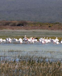 AV4C6225 Greater Flamingo, Phoenicopterus Ruber-Roseus