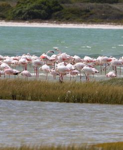 AV4C6234 Greater Flamingo, Phoenicopterus Ruber-Roseus